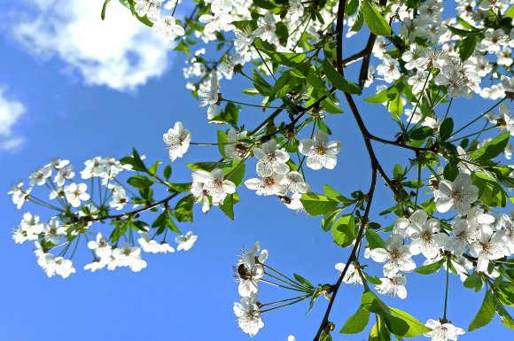 Avril : légèreté, énergie, vitalité. Et si vous faisiez le grand nettoyage intérieur avec la kinésiologie à Nantes ?
